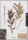Foto von Salix caprea L. x Salix eleagnos Scop.